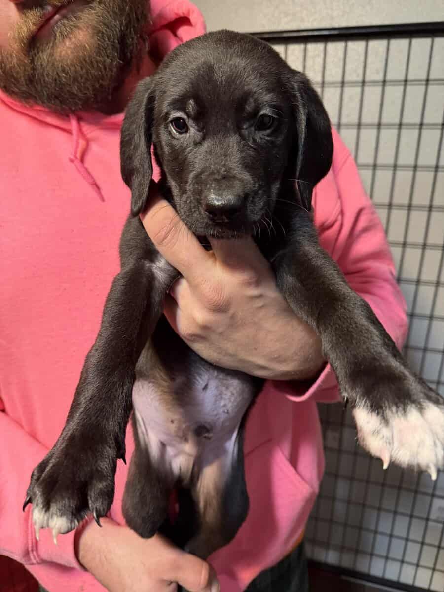Great Dane mix puppies image 5