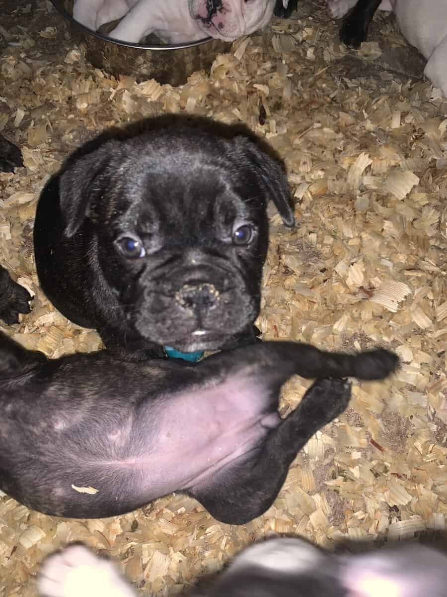 French English Bulldog puppies image 5
