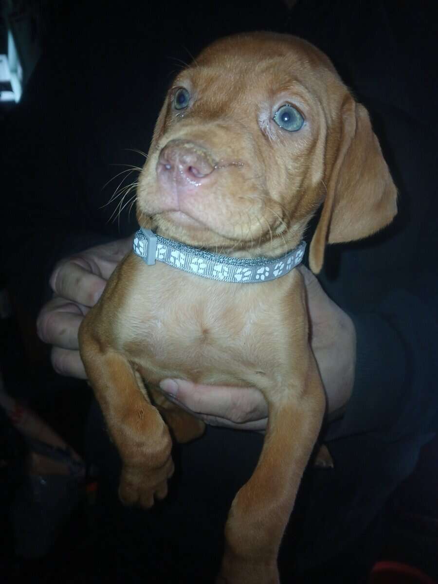 Vizsla pups image 1