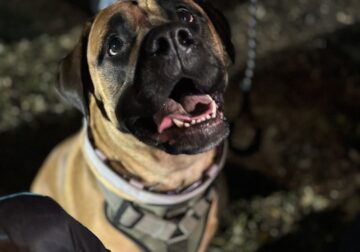 8 Bull Mastiff Puppies