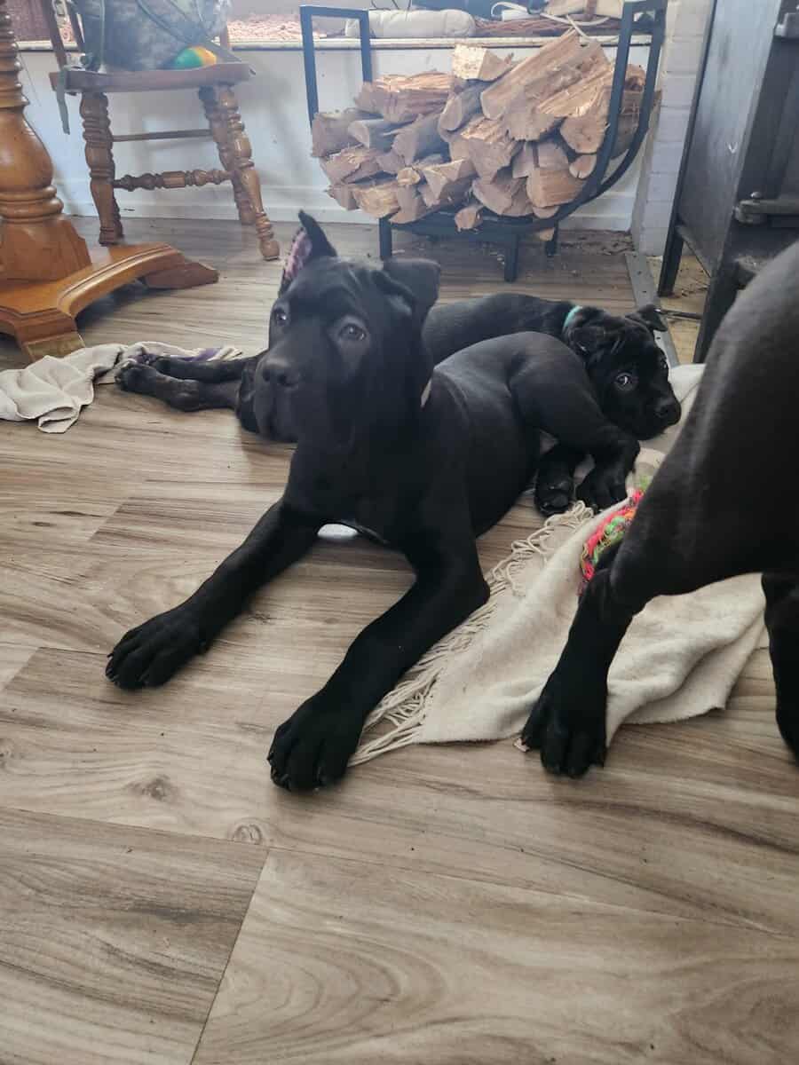 AKC Cane Corso puppies image 1