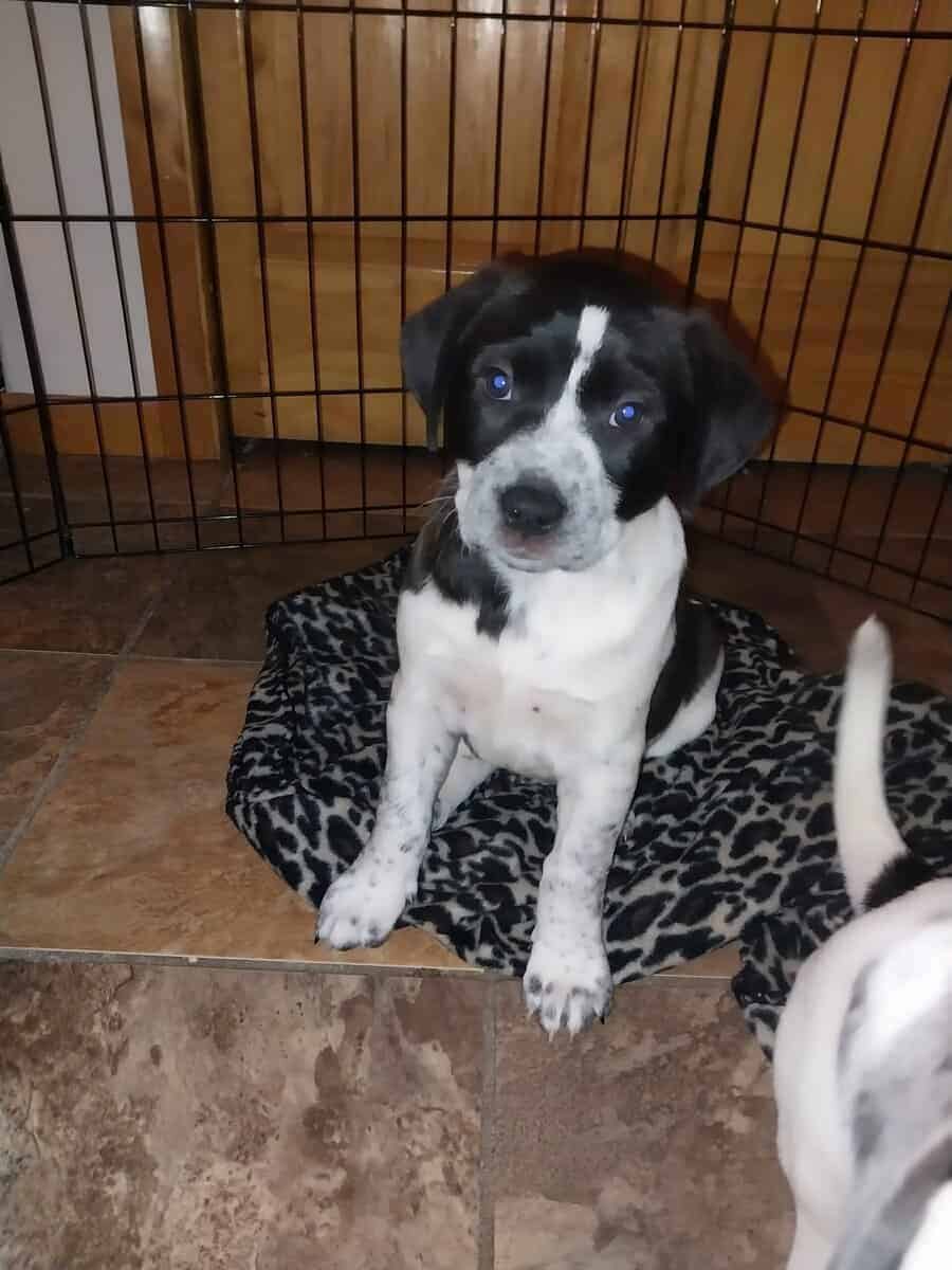 Dalmatian/English Sheperd pups image 2