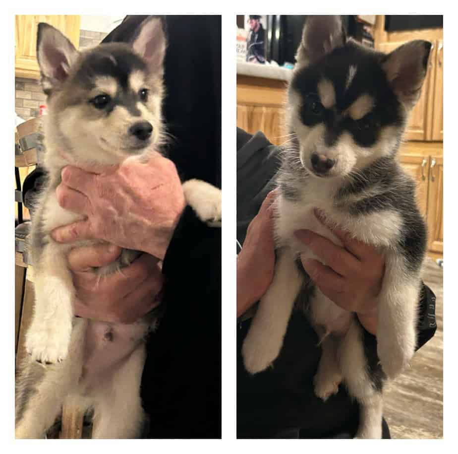 Pomsky puppies image 3