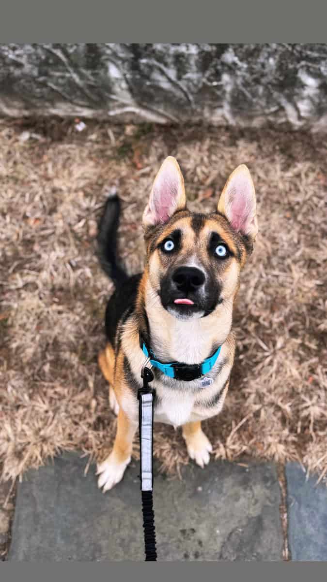 Looking to Rehome Saylor image 1