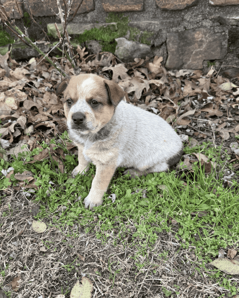 Ranch Raised Red Heller Puppies image 1