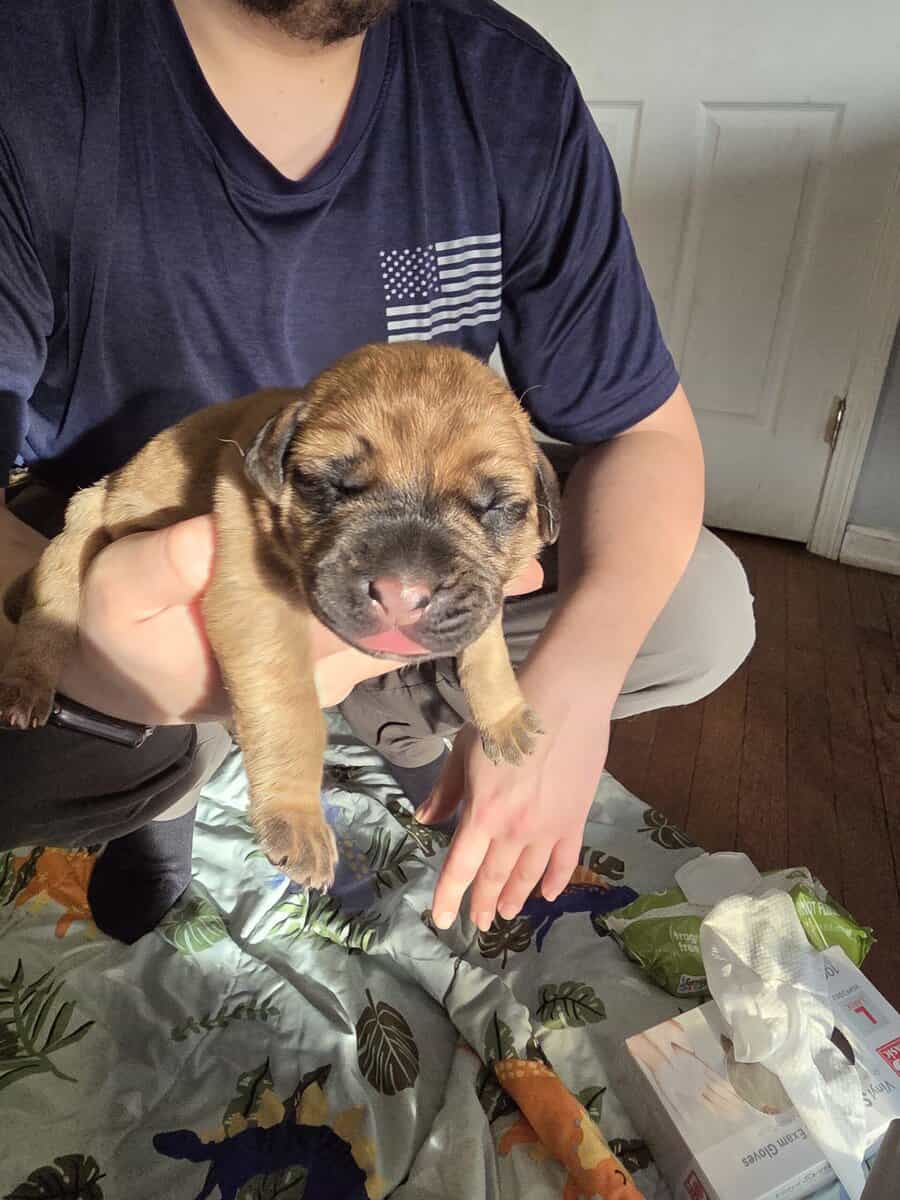 English mastiffs puppies for sale image 2