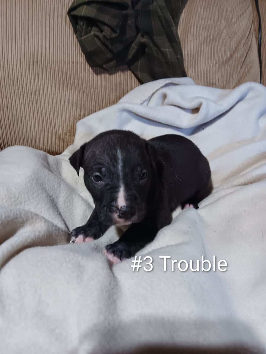 Pit bull puppies image 10