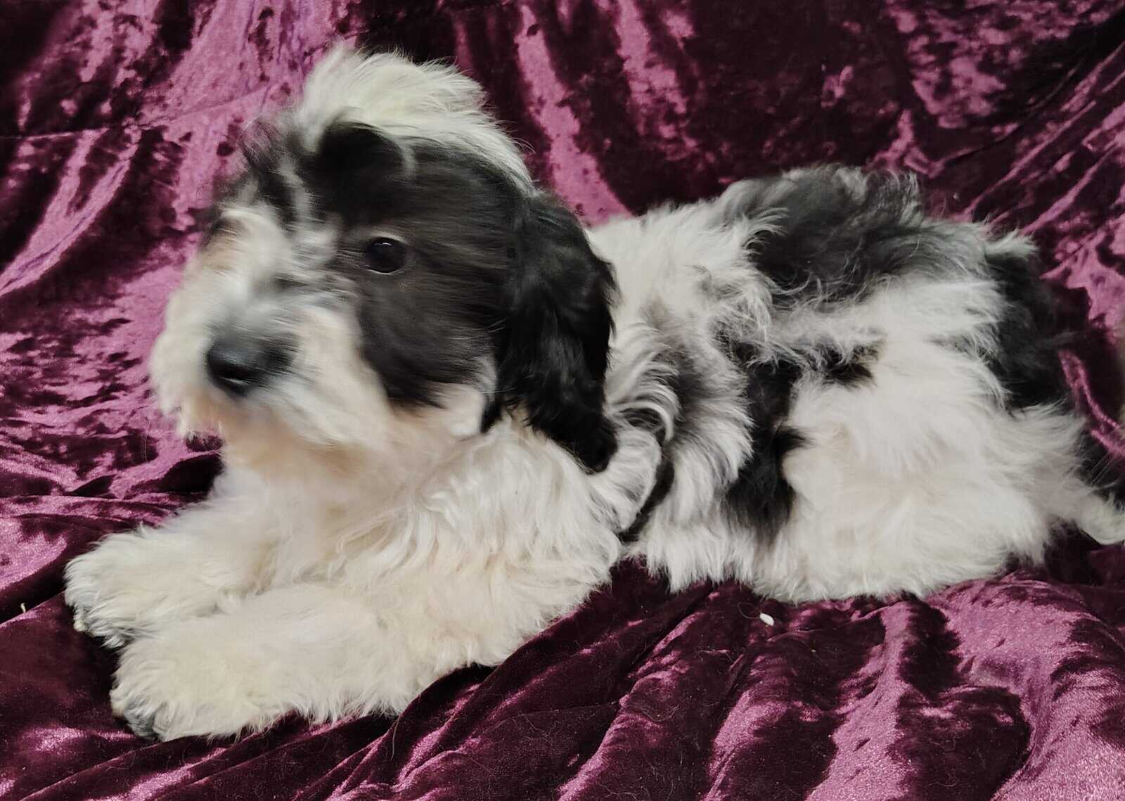 Yorkiepoo image 4