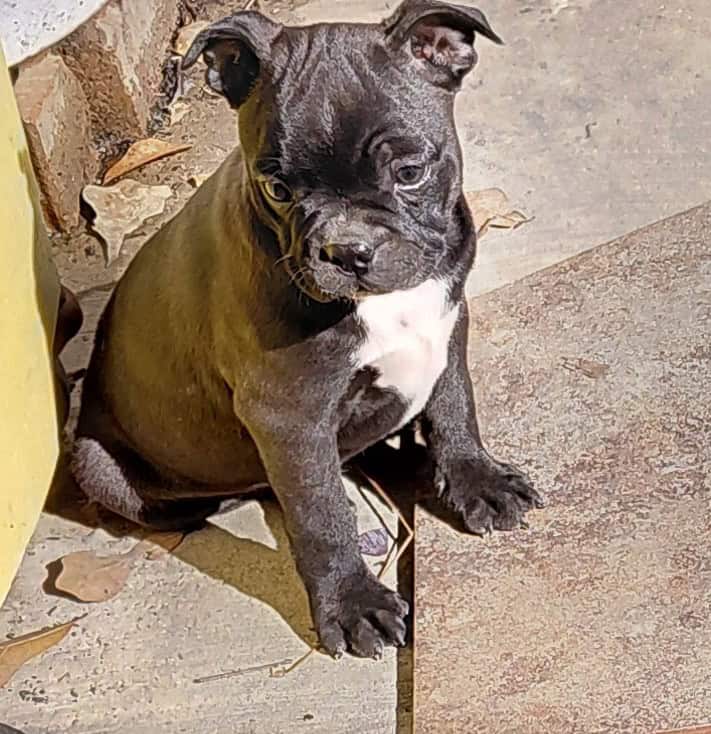 Boston terriers image 6
