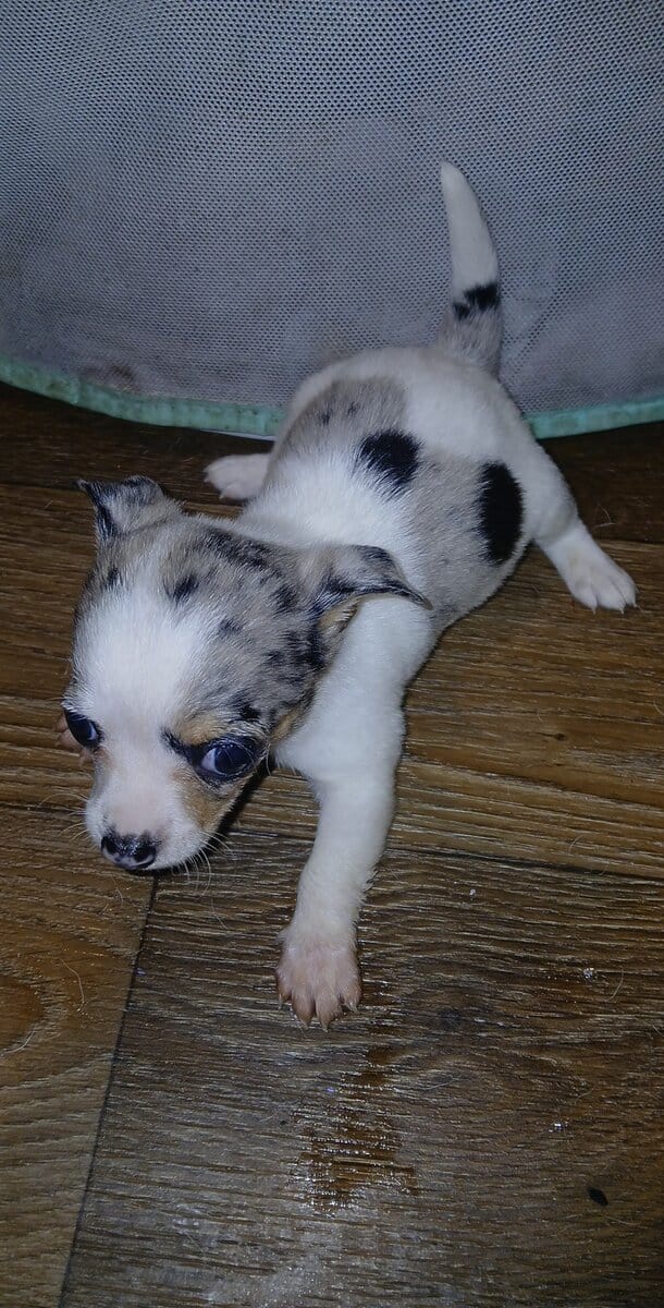 Tiny white with Merle piebald female chihuahua pup image 11