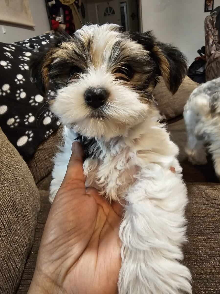 Parti Yorkie needs furever home image 9
