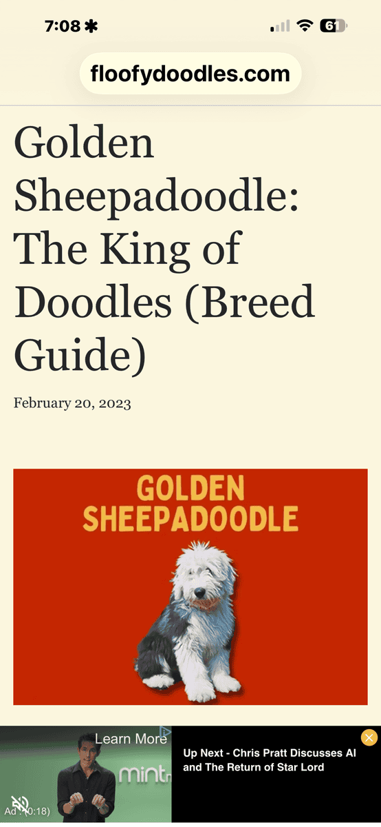Golden Sheepadoodle image 6