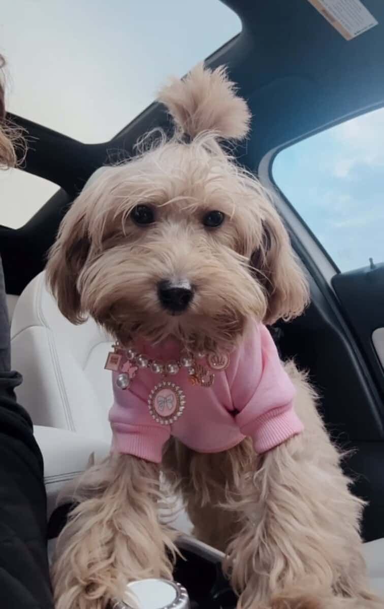 7 month old female miniature Irish doodle image 1