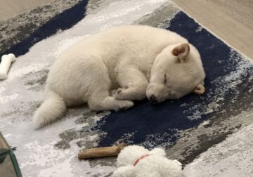 Adorable Shiba inu’s need a loving home