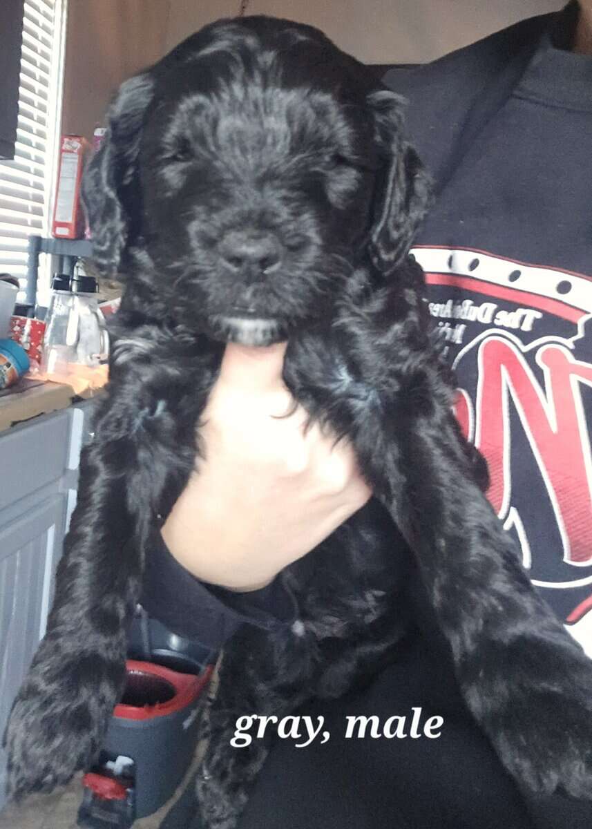 Mini Goldendoodles puppies image 4