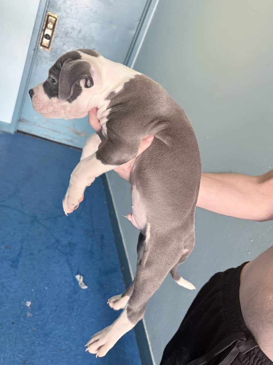 Male American staffy bully mix image 2