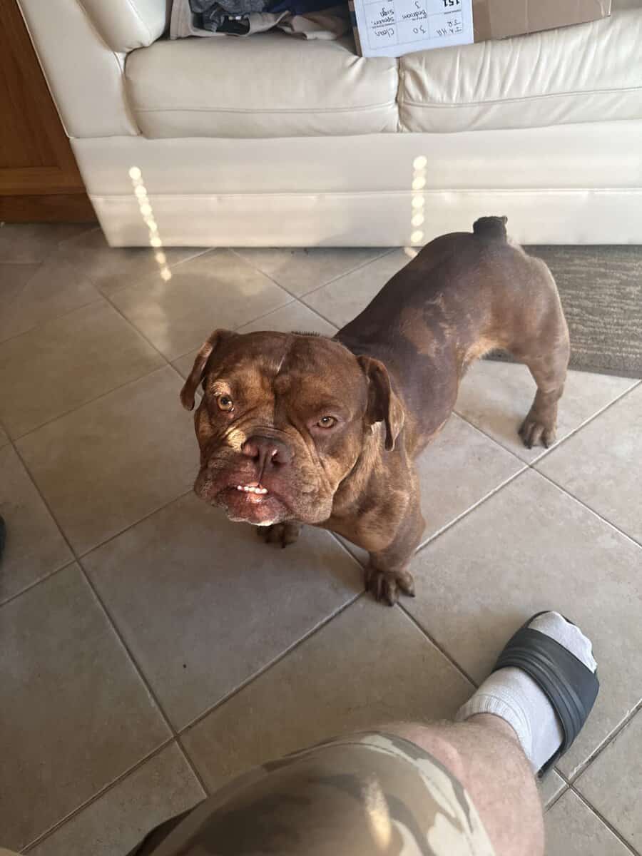 XL BULLY BREEDER FOR SALE! 1 year old image 5