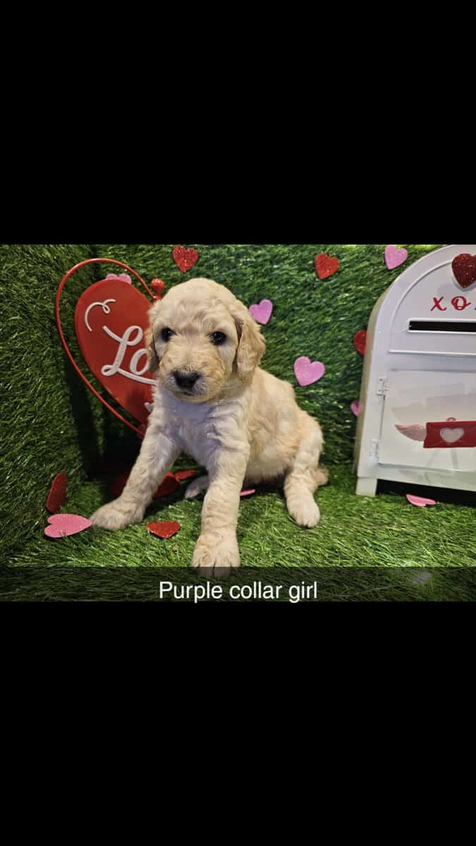 F1bb Standard Goldendoodles image 4