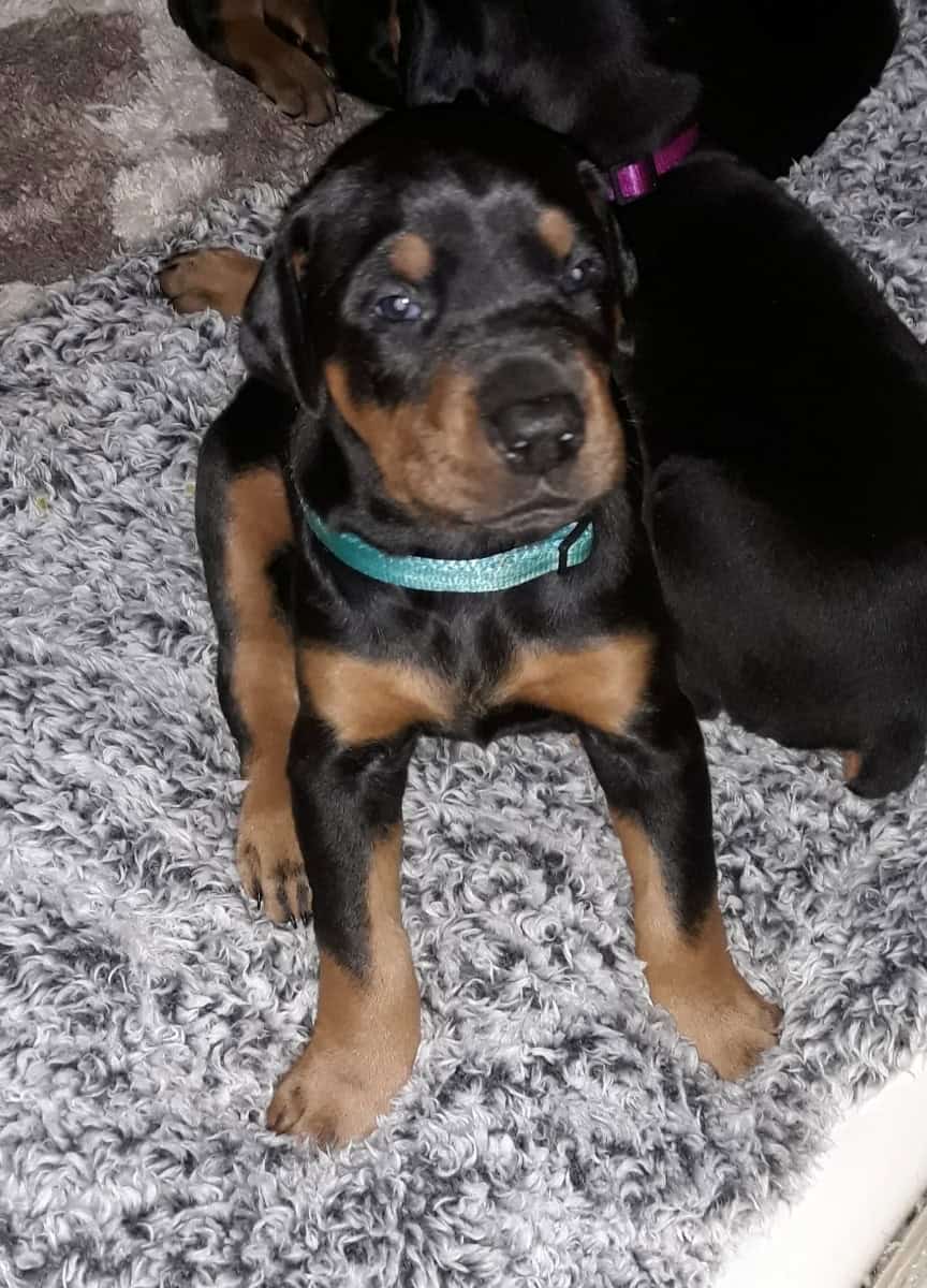 AKC European Doberman Pincher image 6