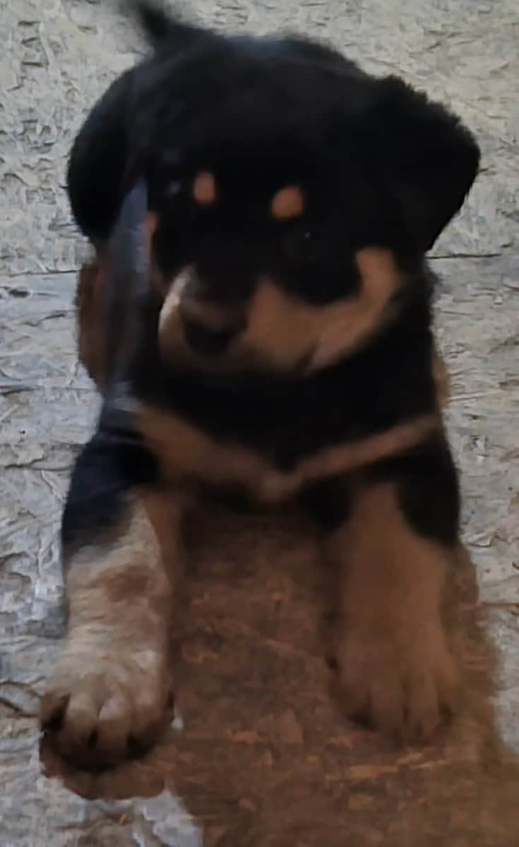 Shepweiler image 3