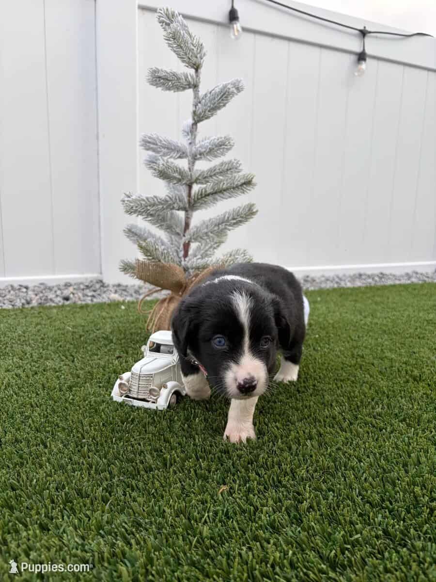Black Tri - Mini Australian Shepard (Blue Eyes) image 1