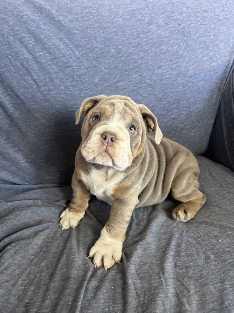 English Bulldog puppies image 5