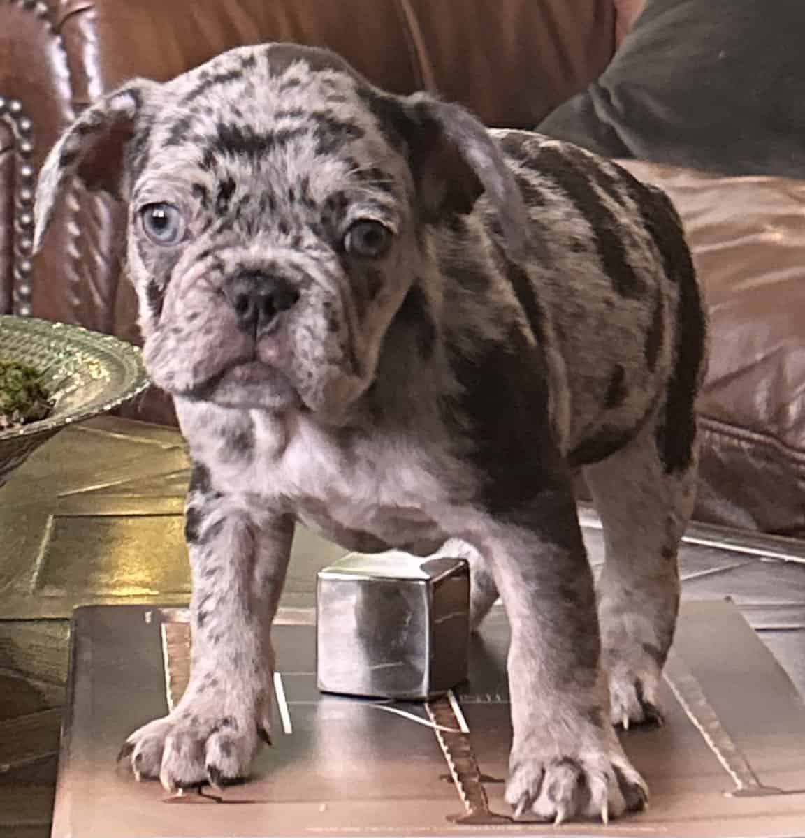 French Bulldog image 4