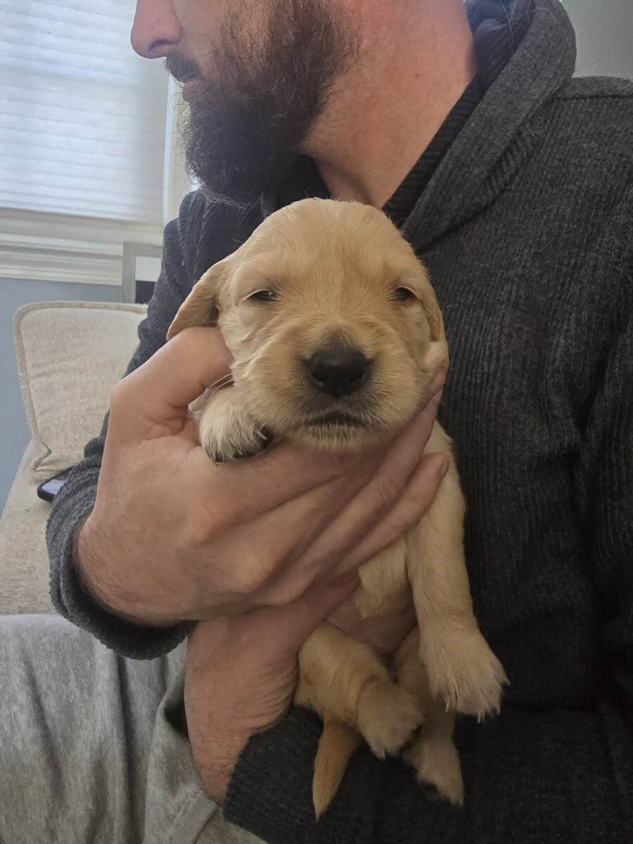 Golden retriever puppies image 1