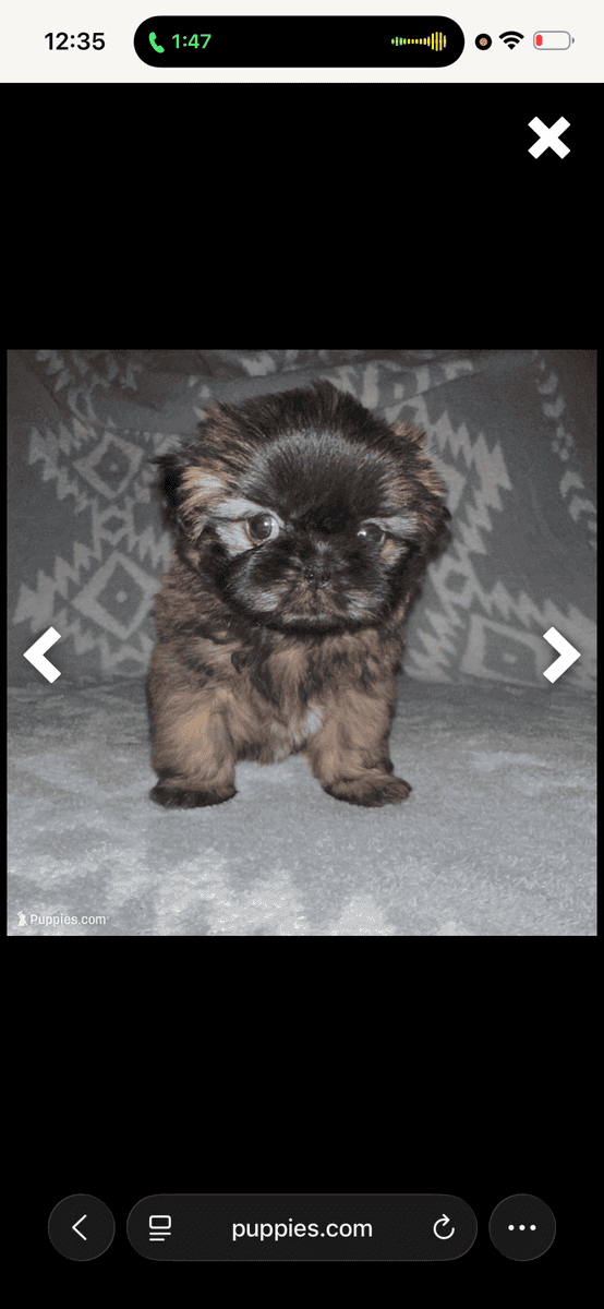 Shih Tzu puppies 600$ image 3