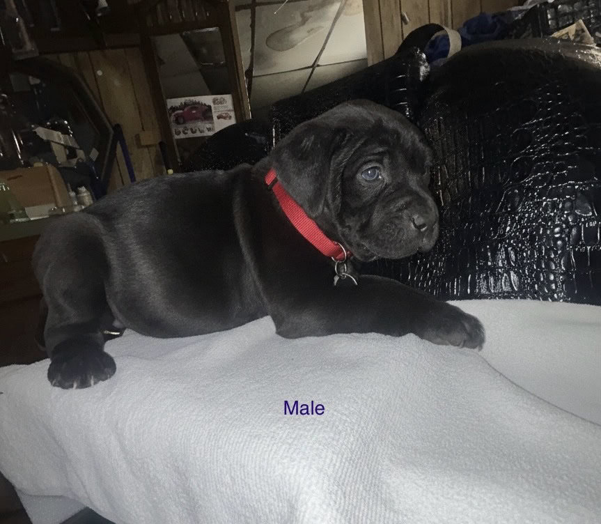Cane Corso Pups For Sale image 4