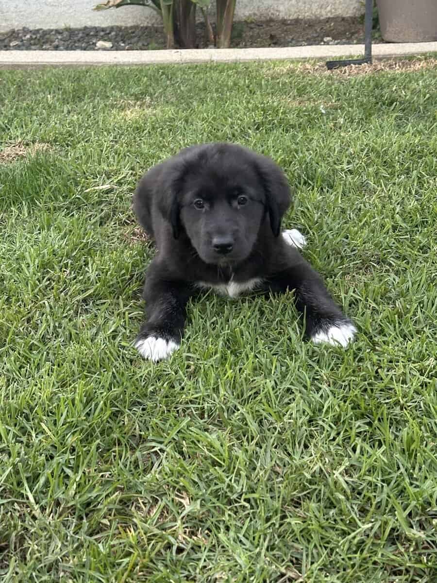 Newfoundland / Great Pyrenees / Great Dane Puppies image 1