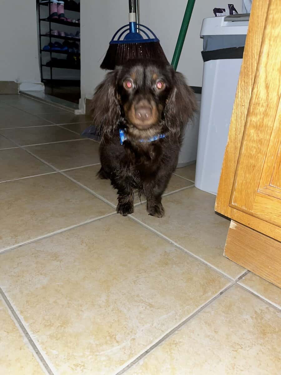 Mini Dachshund Puppy 10 months image 1