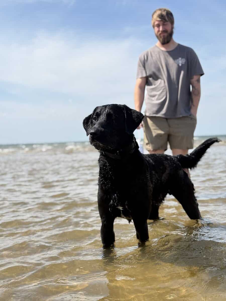 2 yr old lab mix image 5