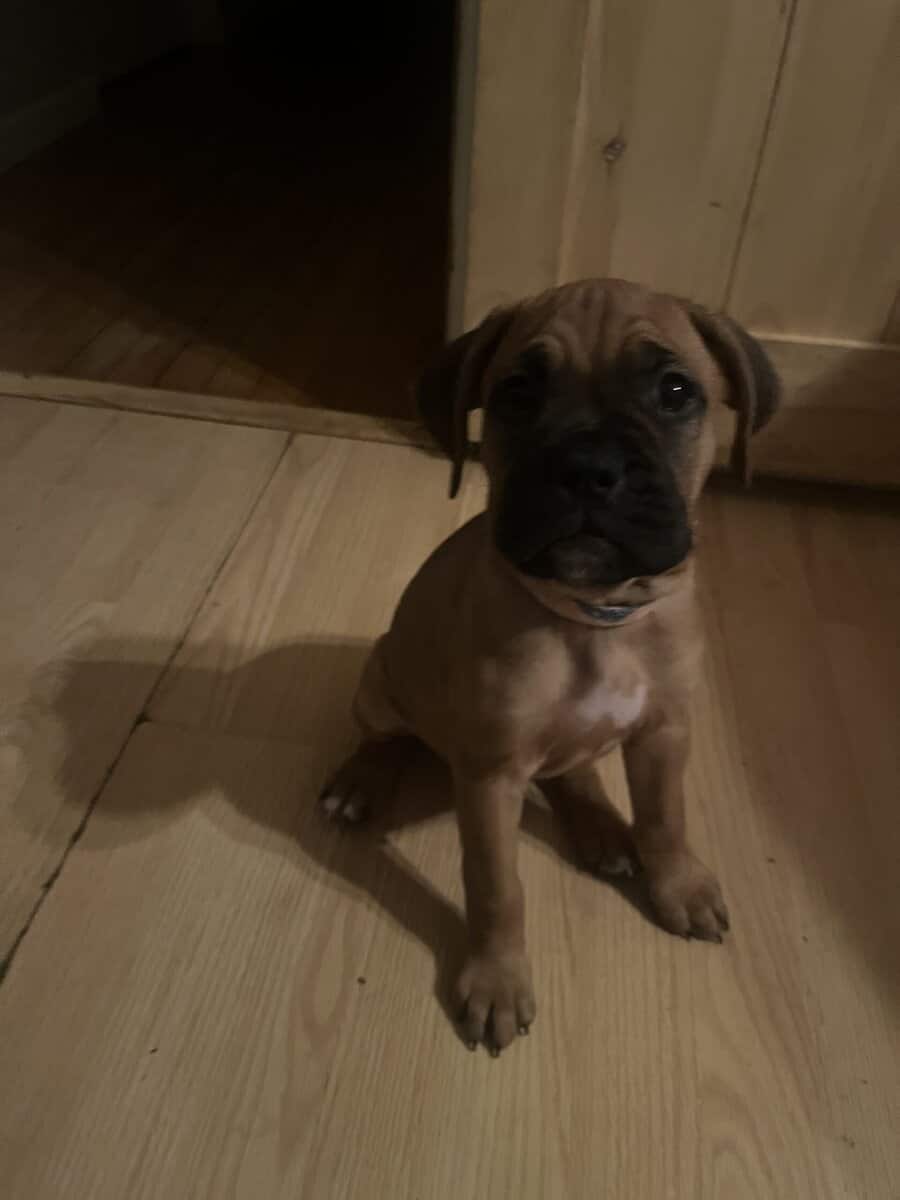 Boxer puppies image 13