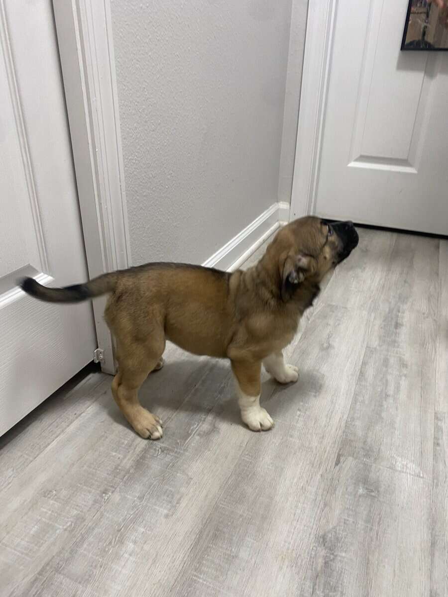 Puppy mix breed image 3
