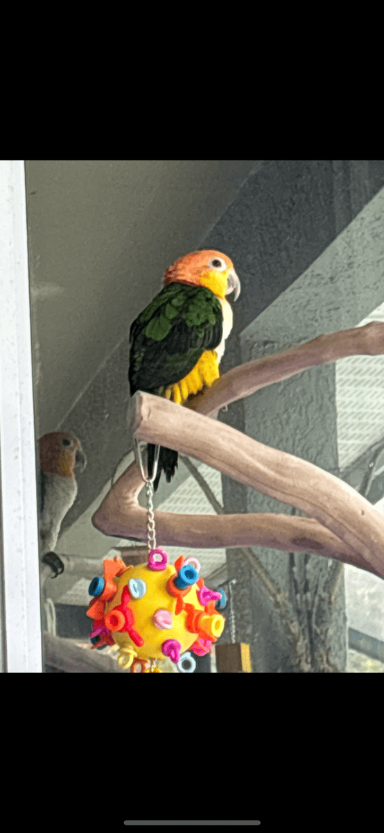 Caique parrot sale image 2