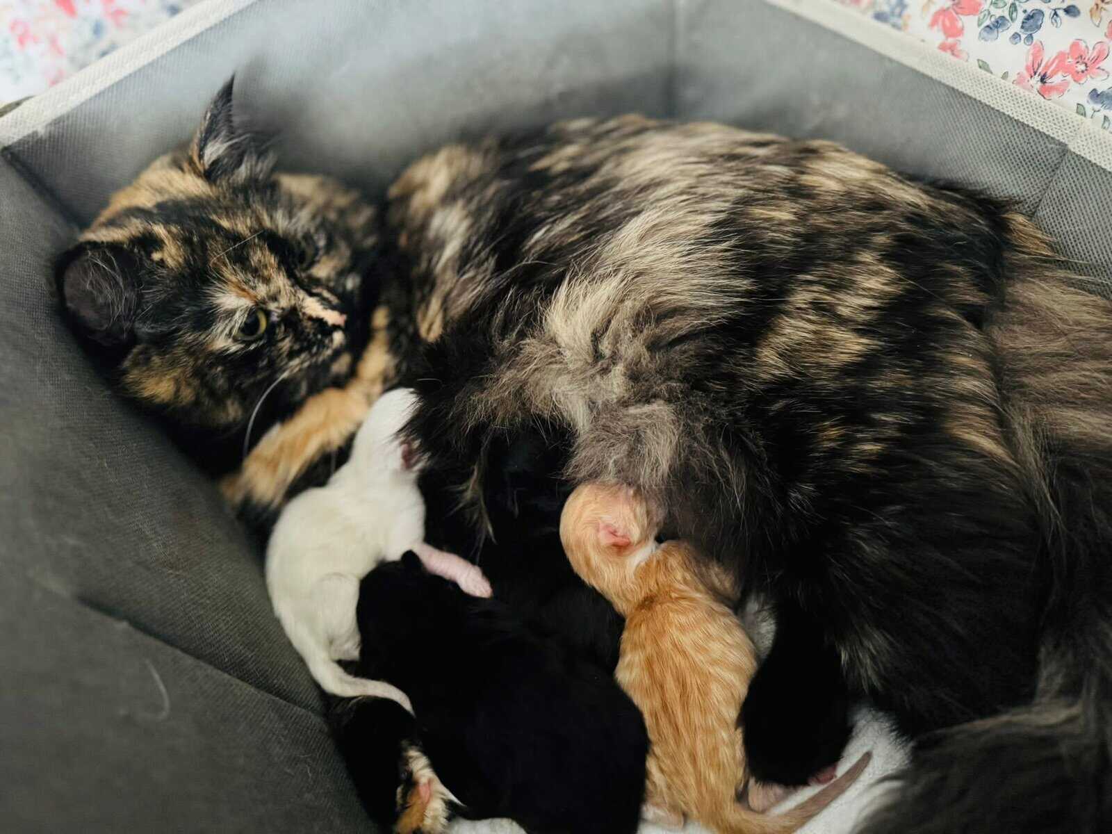 Furever Love image 1