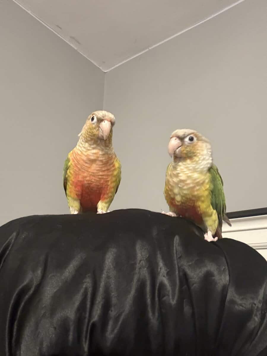 Pineapple Green Cheek Conure image 1