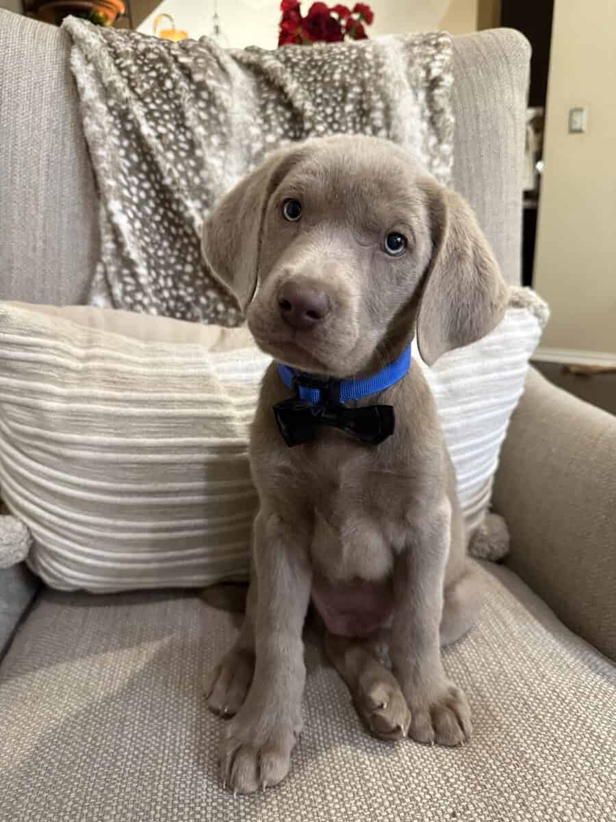 Labrador Retriever silver image 1