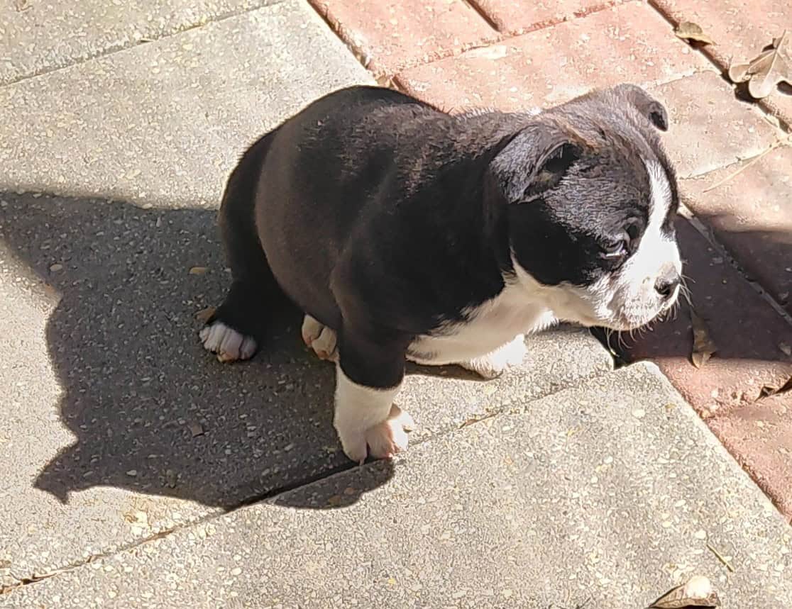 Boston terriers image 11