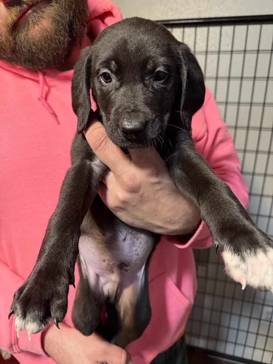 Great Dane mix puppies image 4