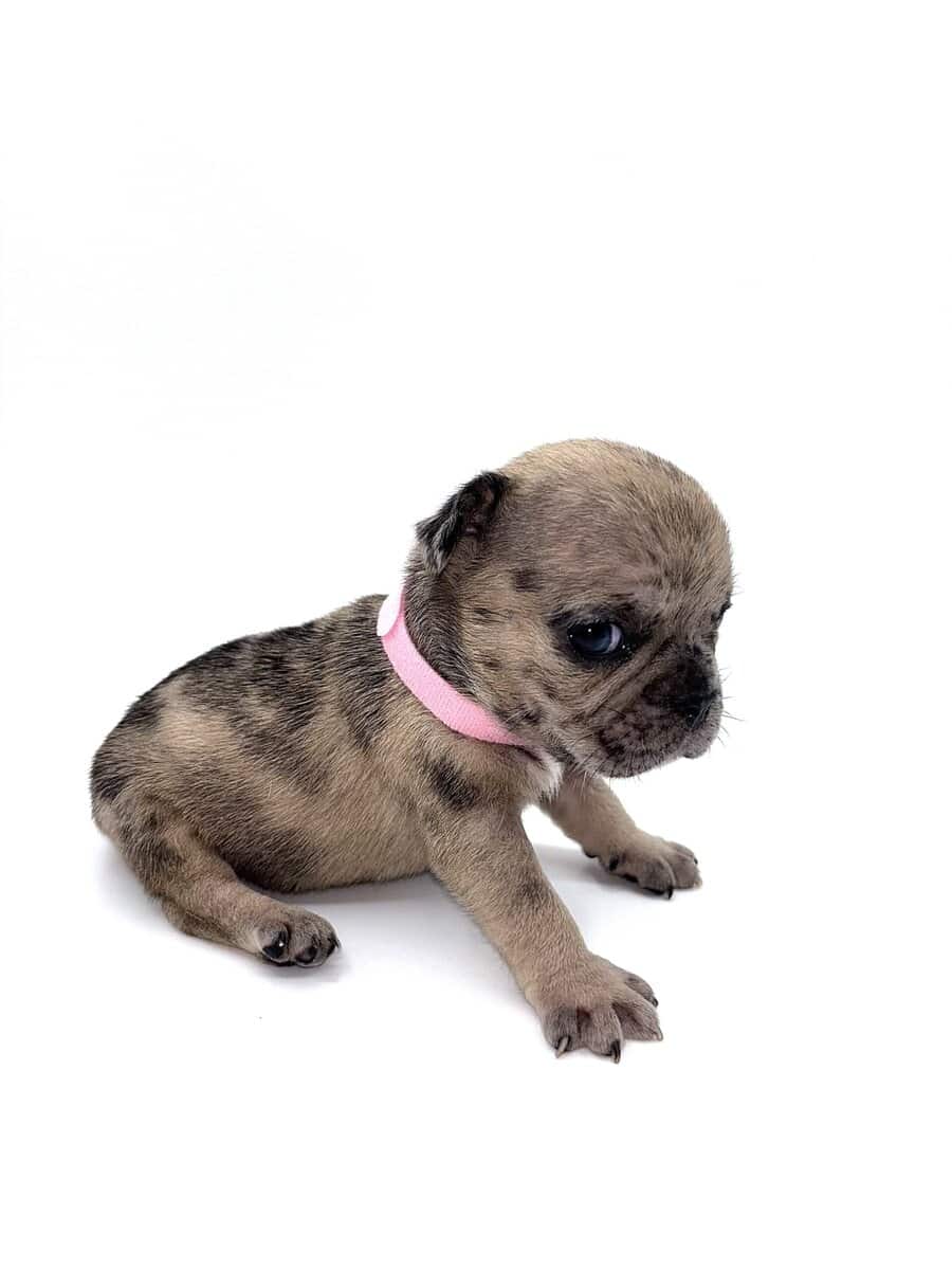 Frenchies carrying pink and fluffy image 21
