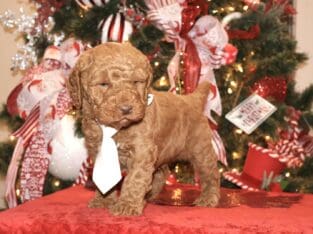 Cute Handsome Mini Goldendoodle