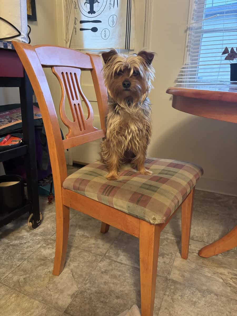 Amazing Bonded Yorkie brother image 4