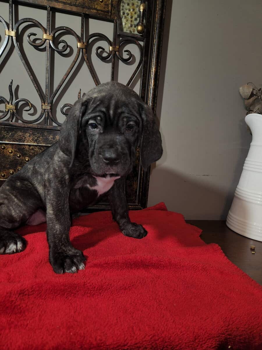 Puppy Joy image 2