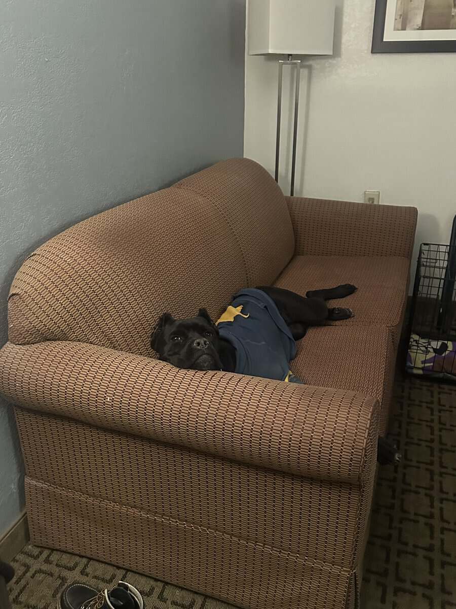 Cane Corso Pup image 3