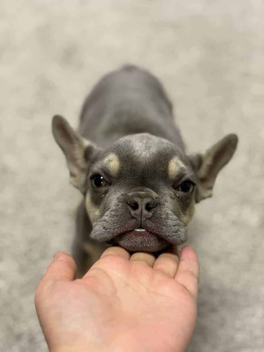 Tyson French Bulldog image 9