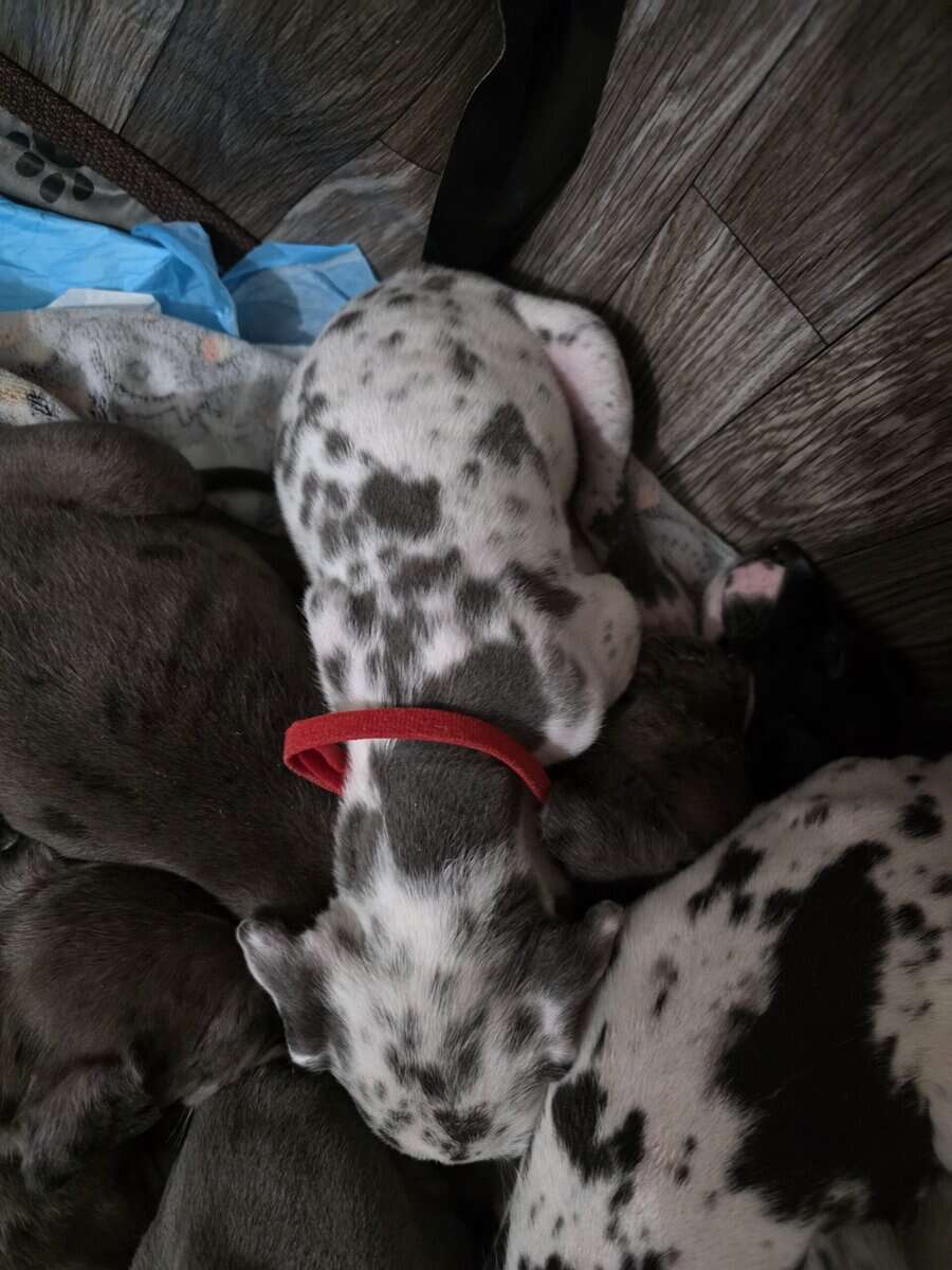AKC Great Dane Puppies for sale image 5