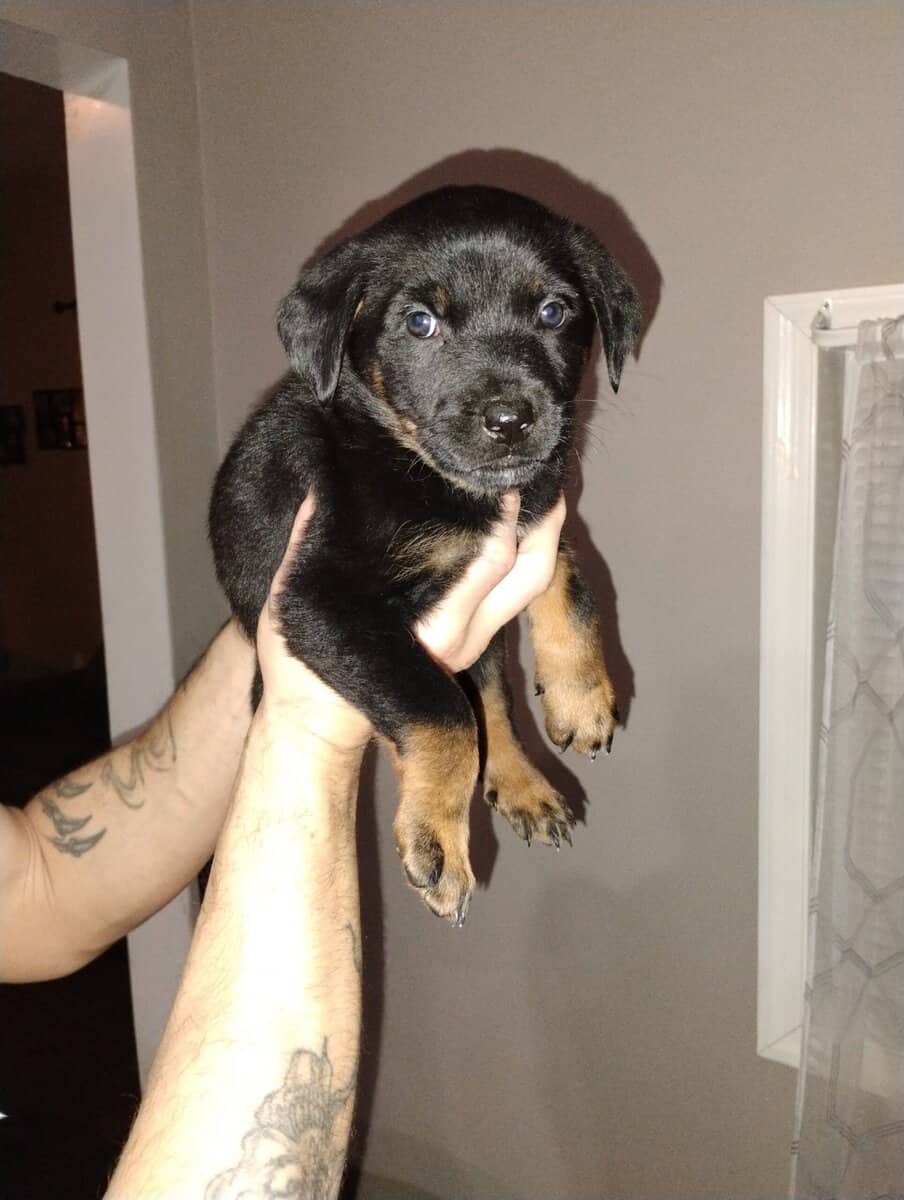 Rottweiler/ German Shepherd mix puppies image 8