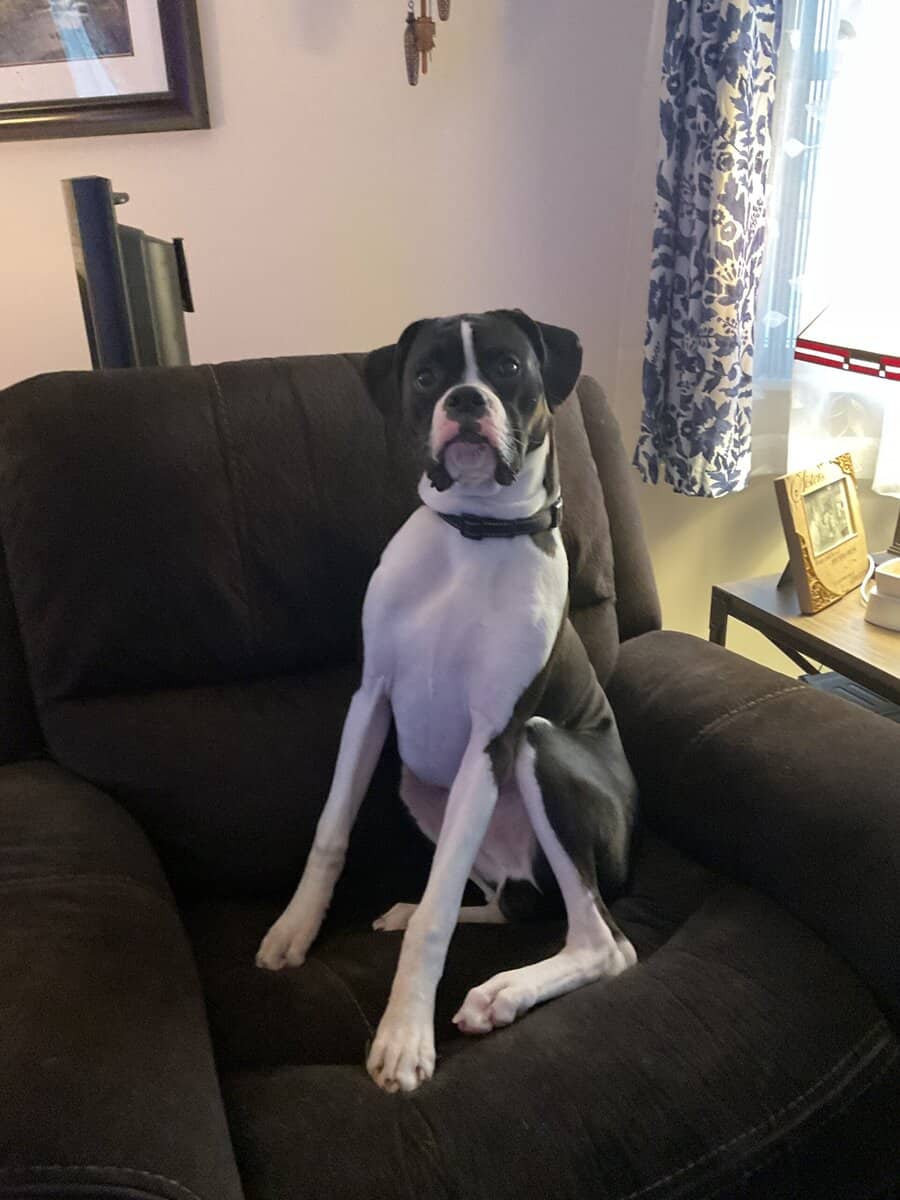 Beautiful black and white Boxer for sale! image 1